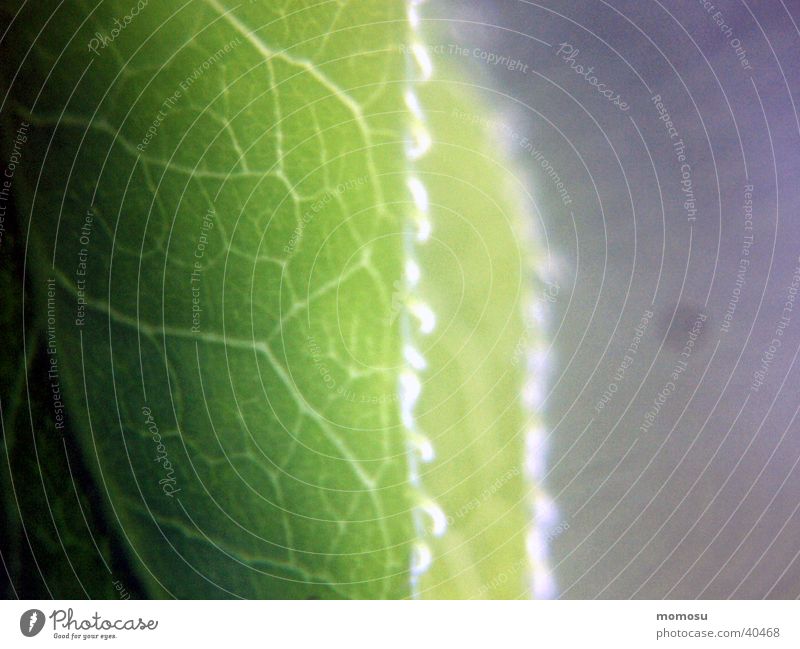 leaf edge Leaf Spring leaf margin Macro (Extreme close-up) Detail veining