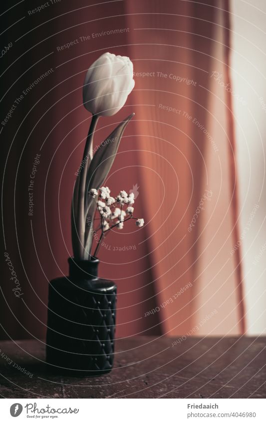 White tulip in black vase Still Life Interior shot Subdued colour Esthetic Decoration at home creatively Flower Tulip Spring charming