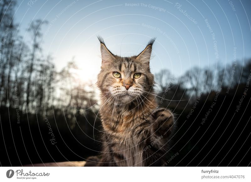 curious maine coon cat lifting paw outdoors in forest purebred cat pets front or backyard garden longhair cat one animal treeline nature sunlight sunny