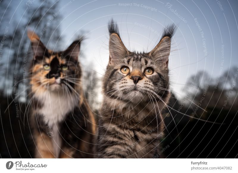 portrait of two maine coon cats outdoors in forest purebred cat pets front or backyard garden longhair cat treeline nature sunlight sunny selective focus