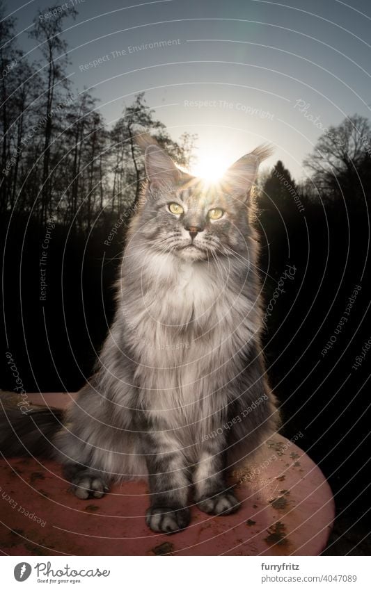 maine coon cat portrait in sunset outdoors in forest purebred cat pets front or backyard garden longhair cat one animal sitting treeline nature sunlight sunny
