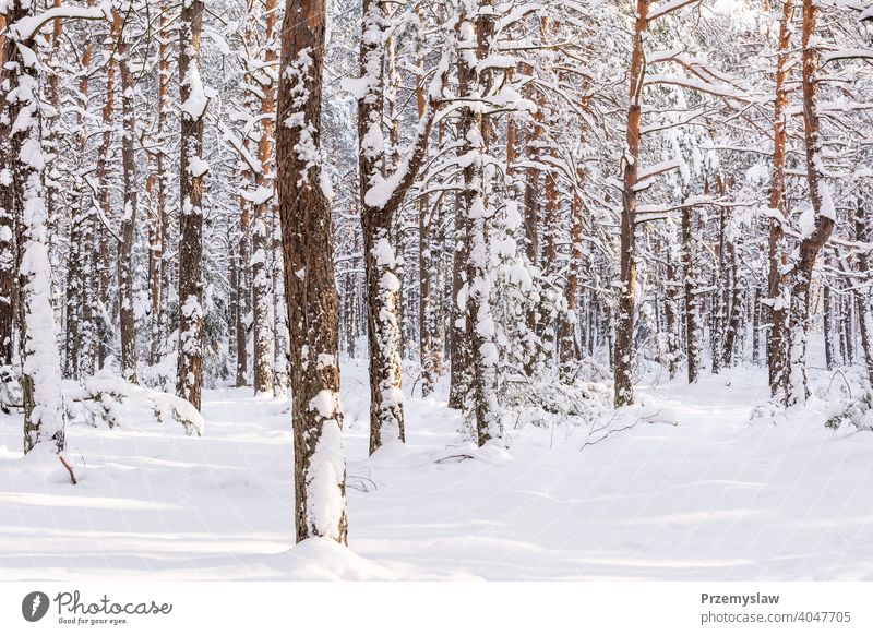 Pine forest in winter (Poland) tree pine pine forest snow cold frost white background nature outdoors horizontal day light bright colorful flora poland season