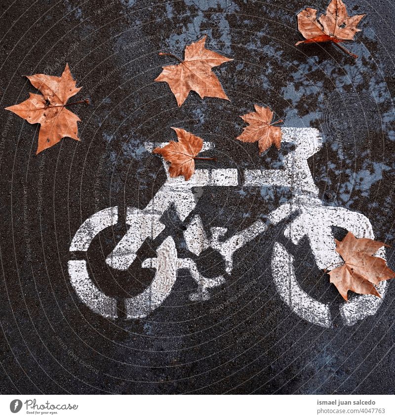 brown leaves on the bicycle road sign on the street puddle water wet reflected reflection traffic signal bike bicycle signal warning city symbol way caution
