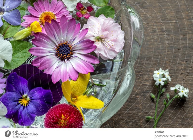 Spring flowers float decoratively in a glass bowl and are fragrant marguerite blossoms Marguerite Decoration Daisy Mixture Pink White purple Yellow