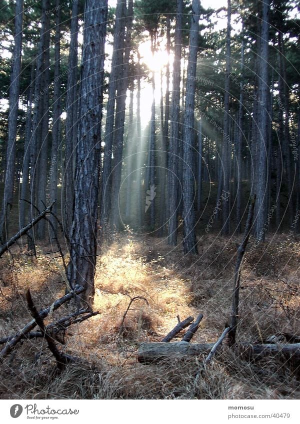 ray of hope Forest Tree Shaft of light Sunbeam Undergrowth Mystic Grass Mountain