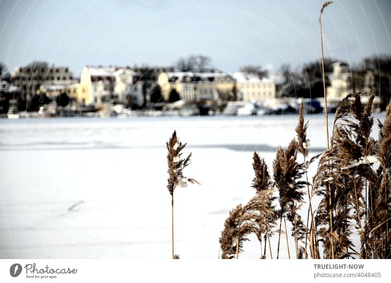 A bright winter day at the Tiefen See (Havel), almost frozen over and covered with snow, directing the view from brown reed grass in the foreground to the softly drawn houses of the Berlin suburb of Potsdam opposite.