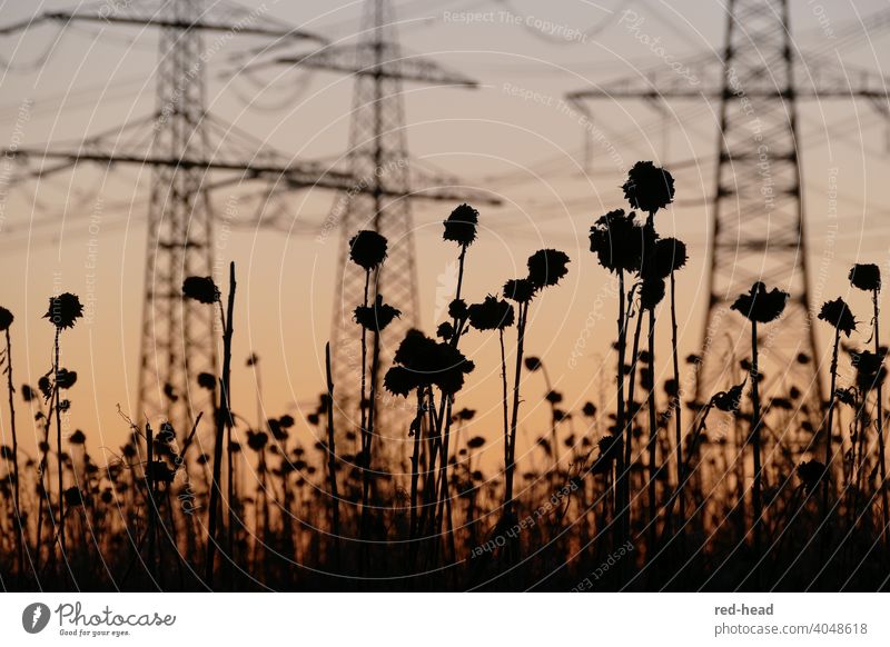 Silhouette of withered sunflowers in front of evening sky, in the background blurred power poles Sunset Sunflower field Shadow play Electricity pylon Orange