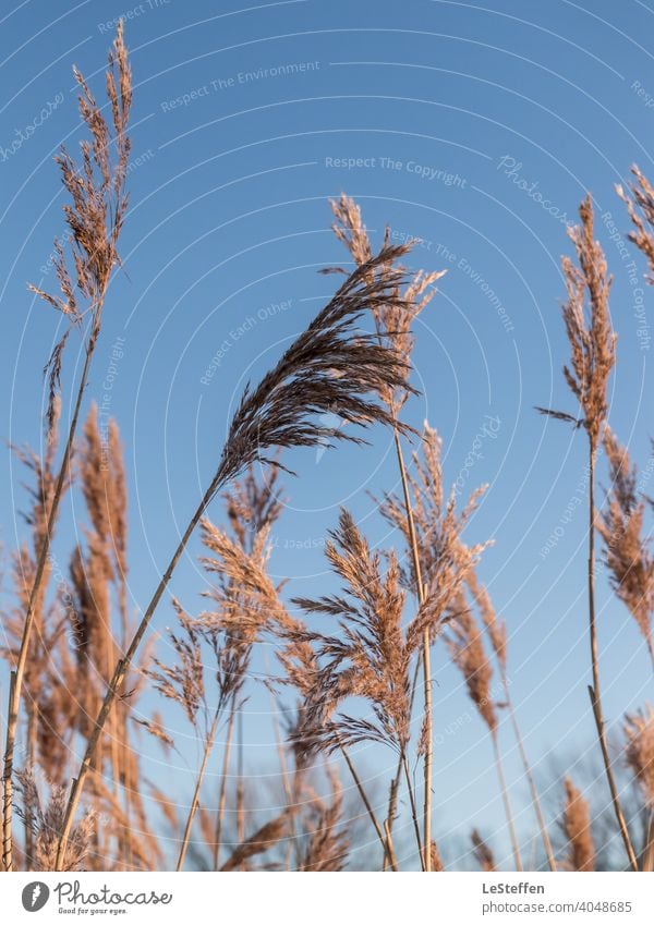 cane Common Reed reed Blue sky Cloudless sky Color gradient hygge golden hour Nature Detail Light Shadow Contrast