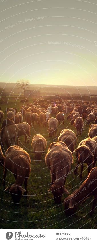 901 sheep Sheep Flock Sunset Dusk Agriculture Transport Multiple