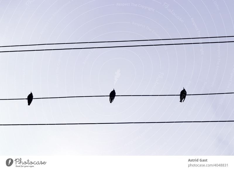 Three starlings sitting on a power line birds Transmission lines Sit notes Air Sky stream Cable power cable inquisitorial Row Black polish Wait Flying meetings