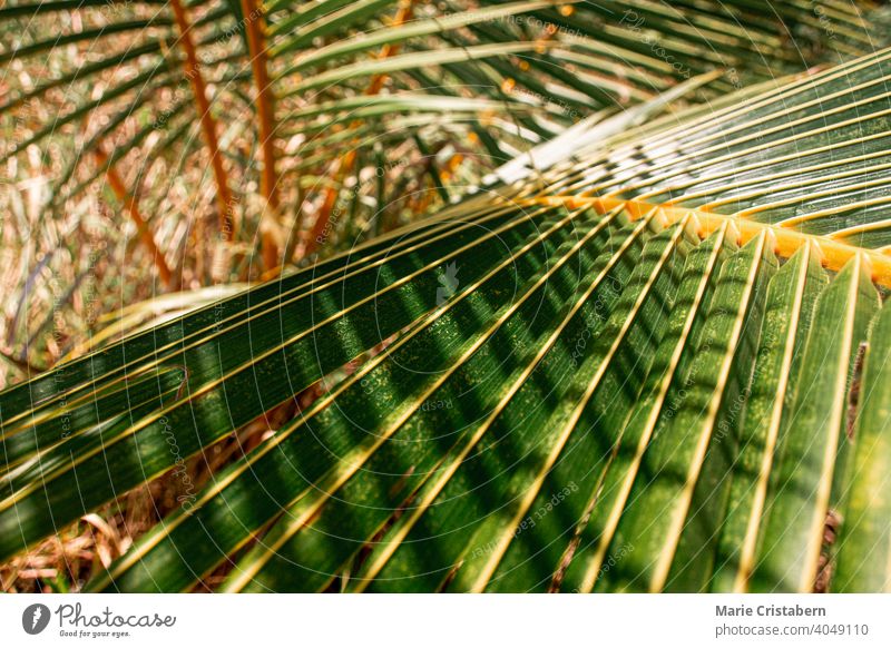 Close up of coconut tree leaves tropical climate summer coconut leaves coconut palm green sunny close up texture pattern nature no people summertime