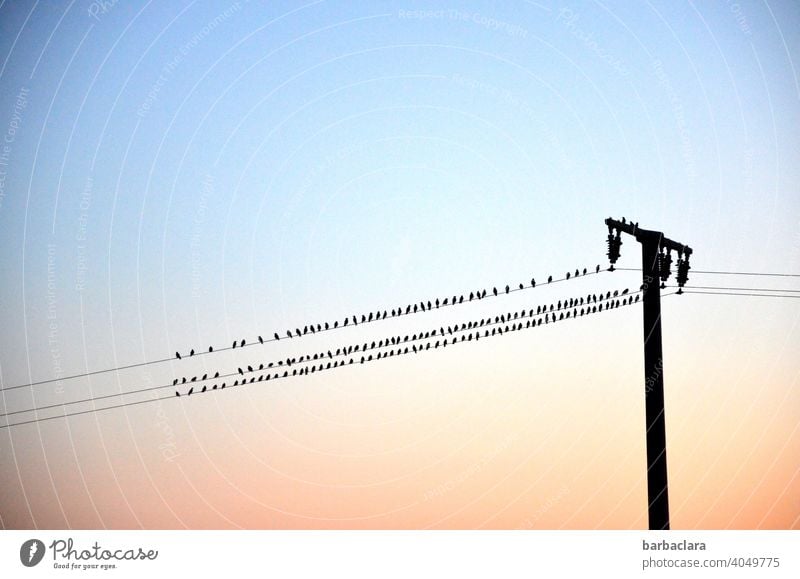 Birds on the line birds Flock of birds power line Sunset sunset Evening Electricity pylon Contour