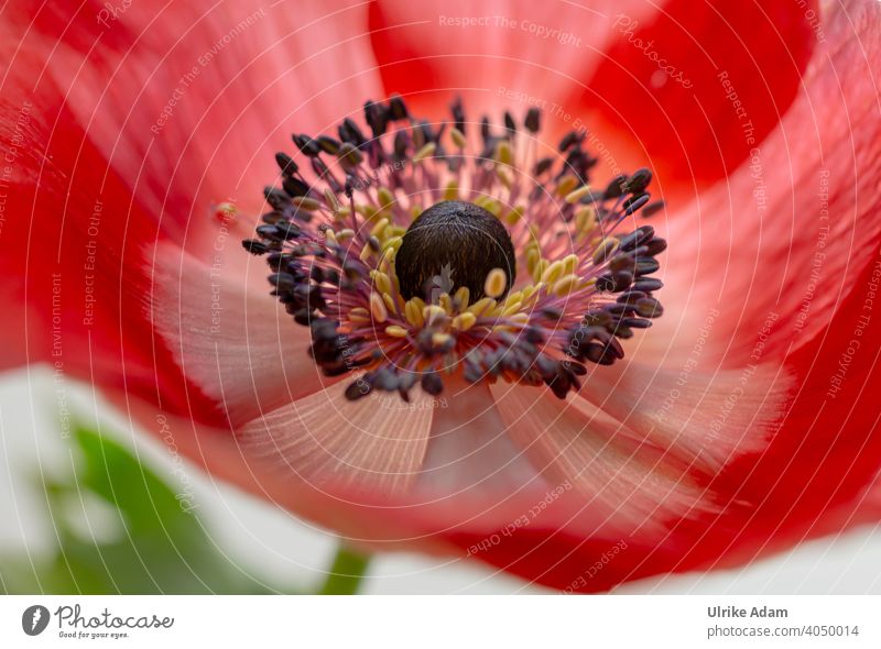 Red flower of the crowns - Anemone Anemone coronaria Crown Anemone anemone Shallow depth of field Delicate Valentine's Day Elegant Wellness Design Harmonious