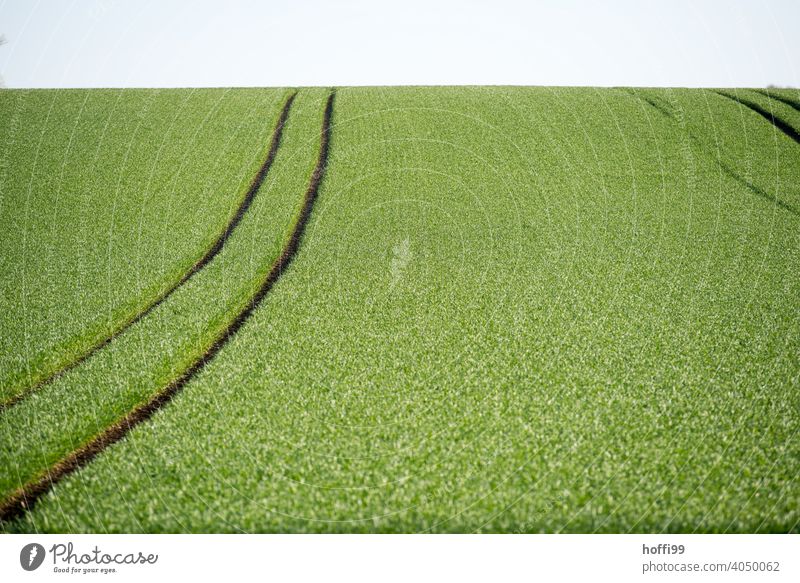 Cereal fields in full spring green Wheatfield Grain Growth Grain field Tractor Tracks Field Environment Habitat die of insects species extinction