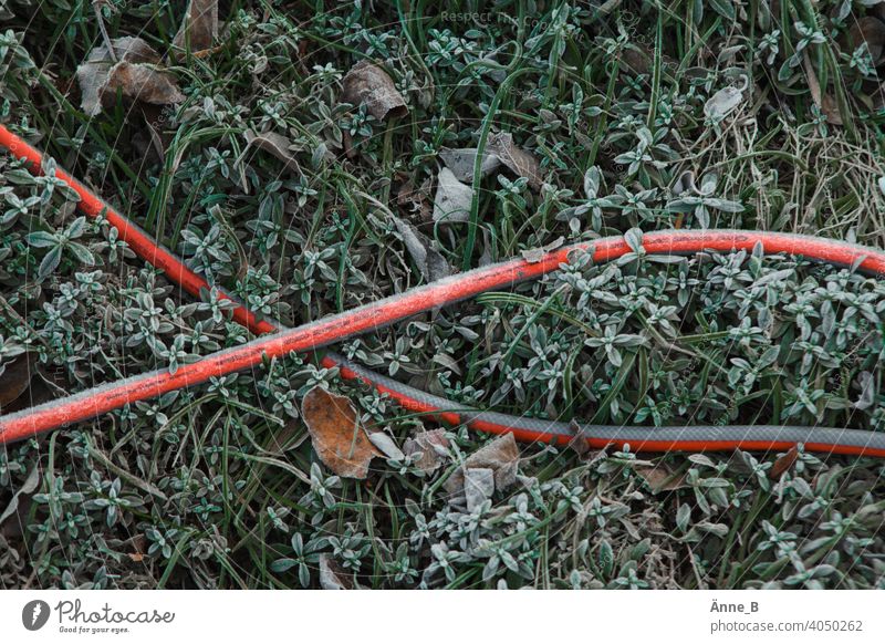 Red garden hose on frosty leaves Hose Garden hose Grass undergrowth foliage Green Growth Frost Hoar frost morning dew Water hose Winter Cold Frozen
