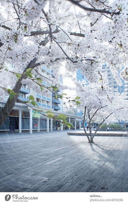Almond blossom in the city Spring Flowering Trees downtown Boulevard Blossoming Almond tree urban Town Shopping arcade skyscrapers cherry blossom