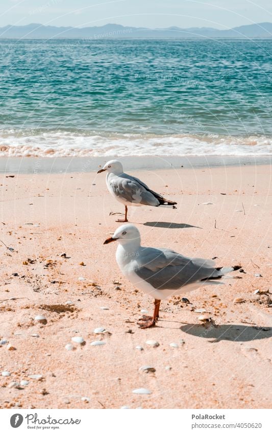 #AS# Gull luck Seagull gulls flock of seagulls Beach Gull birds Colour photo Beach life Ocean Flying Nature Exterior shot Deserted Grand piano Animal coast Bird
