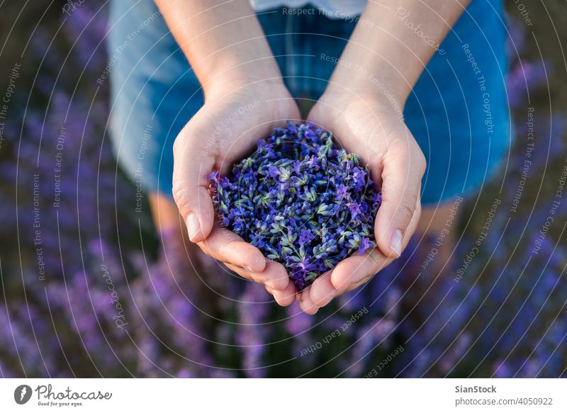 Woman hands filled up with fresh lavender flower, top view seeds healthy aromatherapy natural nature purple aromatic beauty selling violet flower