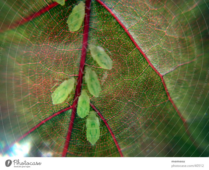 lousy Isopod Leaf Pests Tree Detail