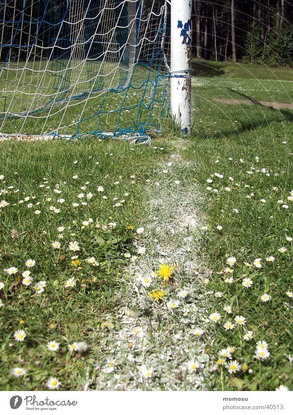 out Meadow Grass Dandelion Sports Soccer goalposts outline Gate