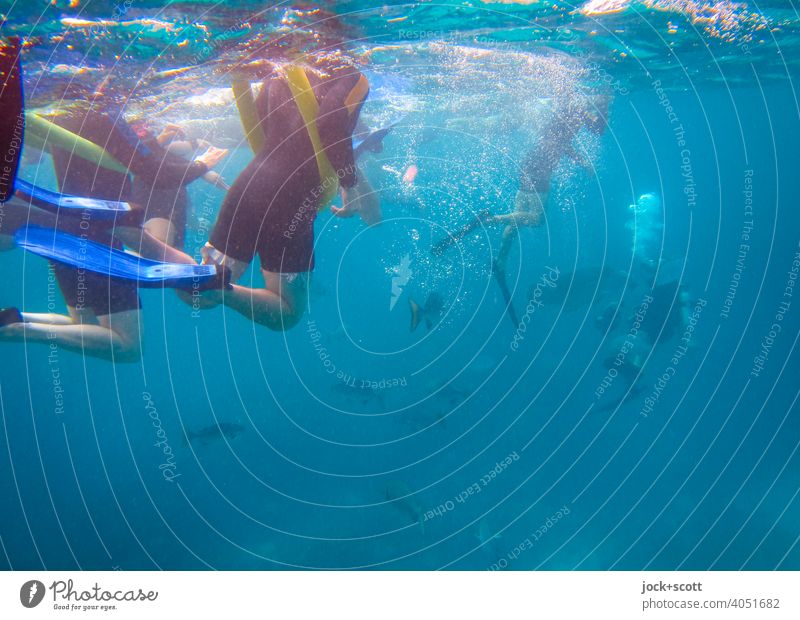 snorkeling and diving in the big blue Swimming & Bathing Dive Pacific Ocean Ease Underwater photo Sunlight Snorkeling Experience Snorkeler Aquatics Diver