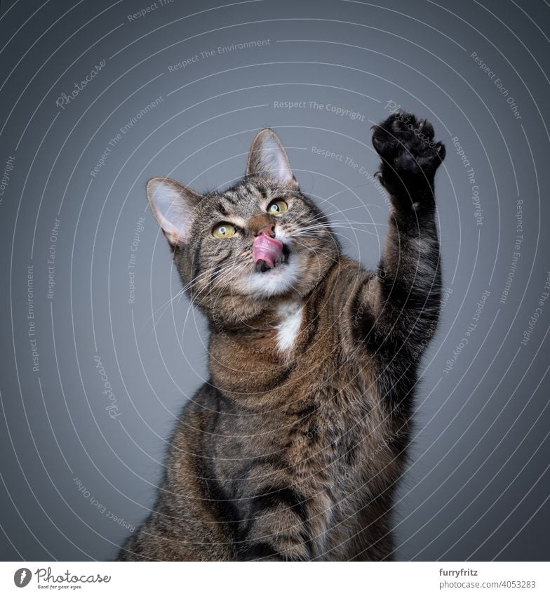 hungry tabby cat raising paw licking lips on gray background one animal indoors studio shot copy space fur feline pets shorthair cat lifting curious looking up