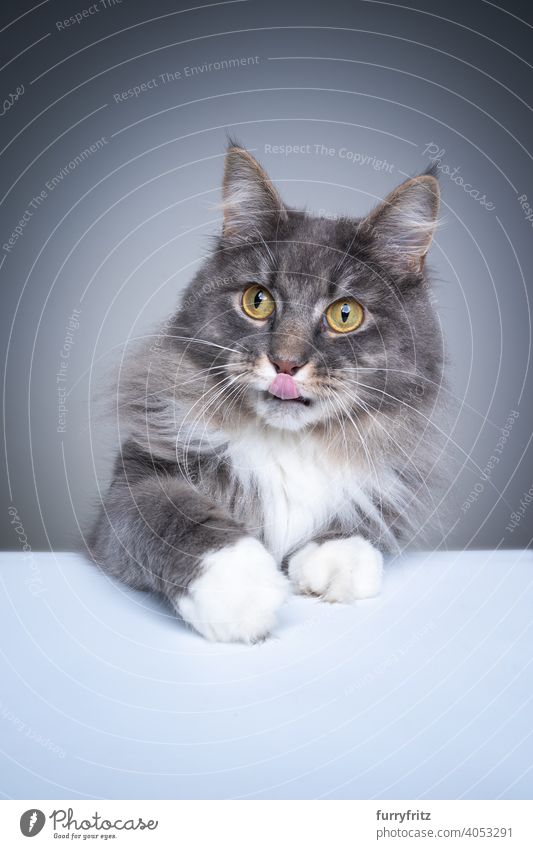 cute and curious maine coon cat licking lips looking mischievous one animal indoors studio shot gray copy space fluffy fur feline purebred cat pets longhair cat