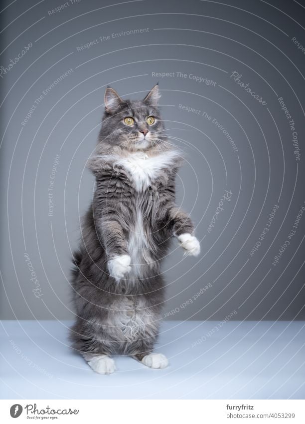 curious maine coon cat rearing up standing on hind legs like a meerkat one animal indoors studio shot gray copy space fluffy fur feline purebred cat pets