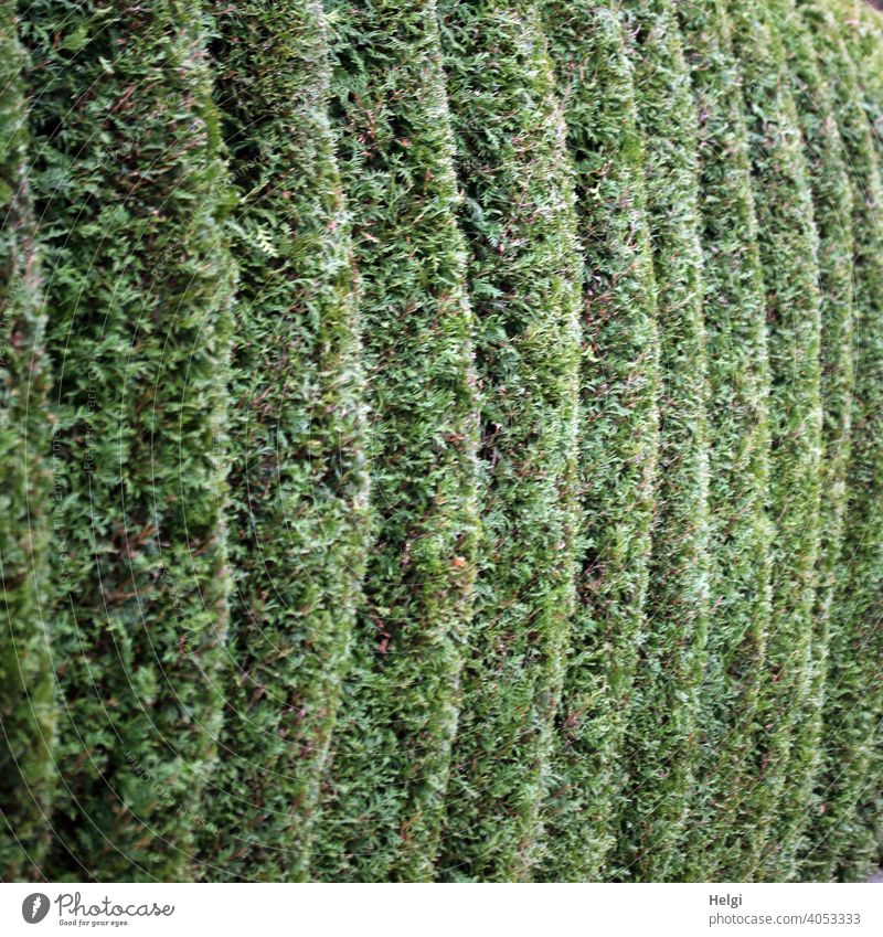 Wave pruning - Thuja hedge with unusual topiary Hedge thuja hedge trimming Wave cut Exceptional Plant Nature Green Exterior shot Garden Deserted Foliage plant