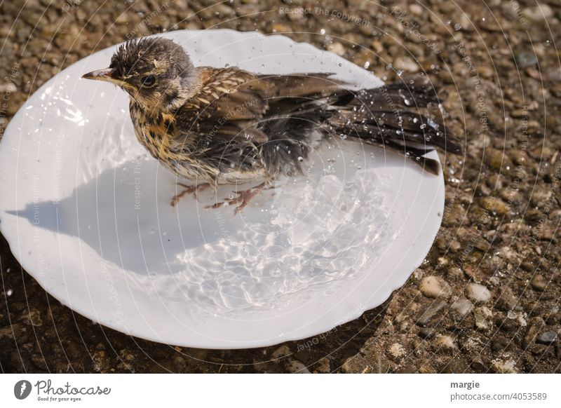 Little thrush bathes in a plate Throstle Bird Deserted songbird Nature Animal portrait Colour photo Wild animal feathered friend Plumed plumage Downy feather