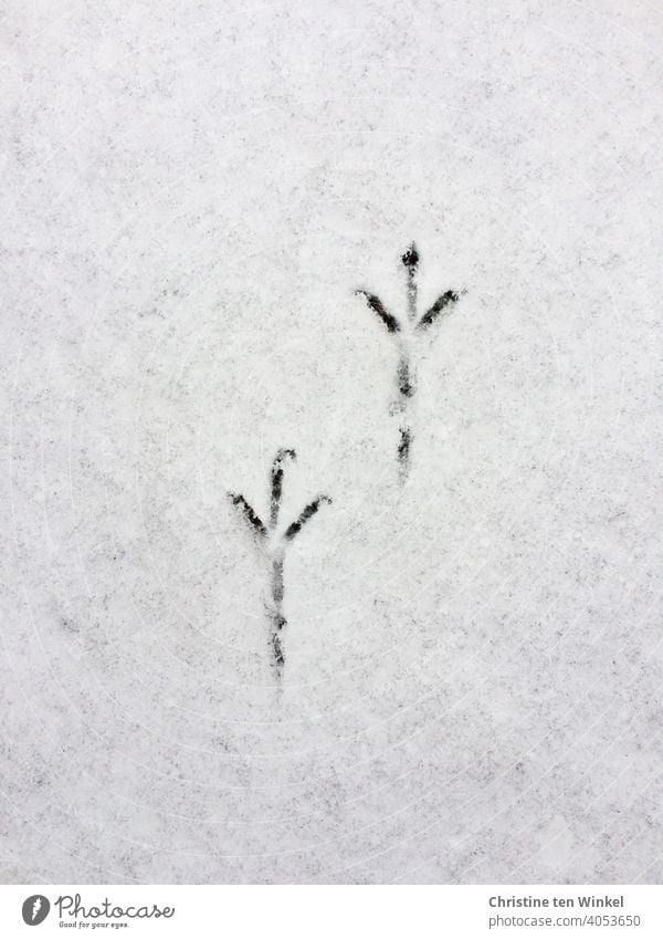 Delicate bird tracks in the snow Animal tracks footprints footprints in the snow Bird's claws Tracks Snow Winter Cold White Footprint Exterior shot