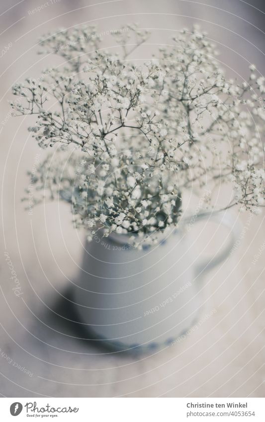 delicate fragrant gypsophila in an old porcelain pot Baby's-breath Flower Blossom White Shallow depth of field Blossoming Vase Porcelain Subdued colour