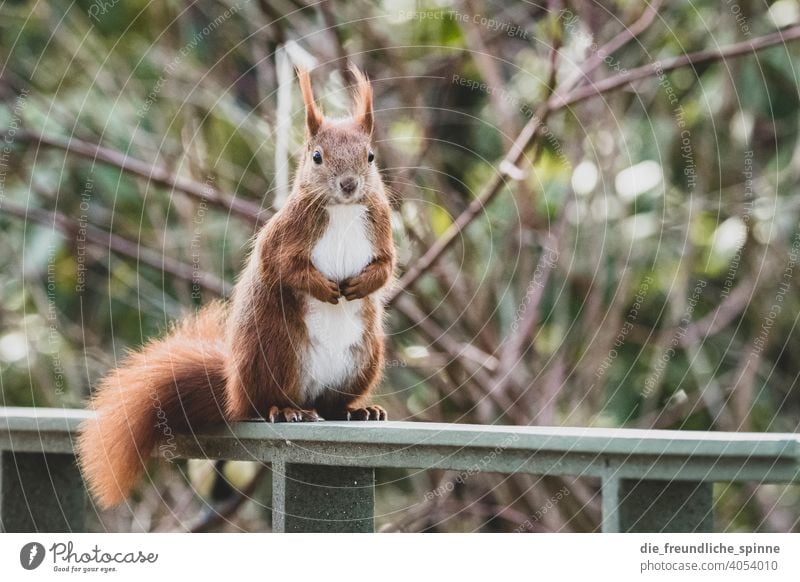 Squirrels looking for food Rodent Animal Wild animal Cute Nature Pelt Exterior shot Brown Colour photo Day Animal portrait Paw Tails Animal face Small Ear