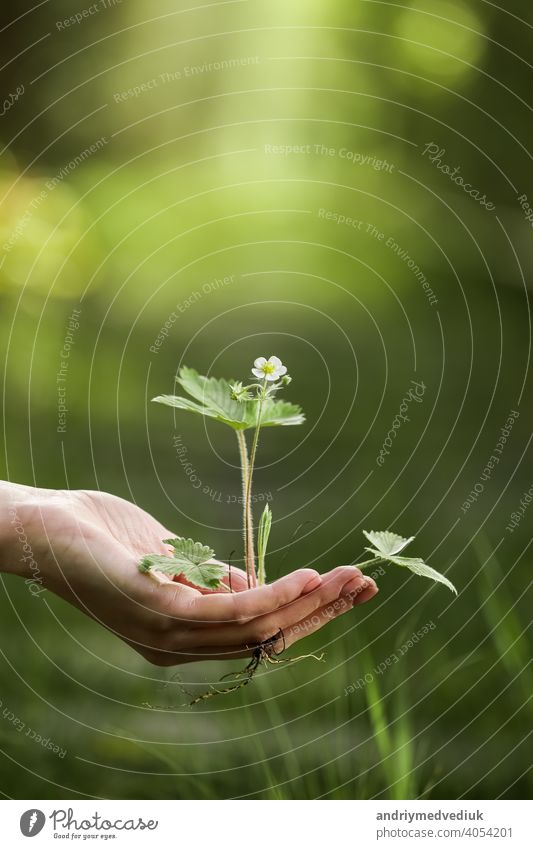 environment Earth Day In the hands of trees growing seedlings. Bokeh green Background Female hand holding tree on nature field grass Forest conservation concept