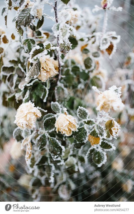 Frozen Yellow rose bush covered in winter frost Canyon County January Lake Lowell Treasure Valley Wilson Wilson springs cold daytime december element floral