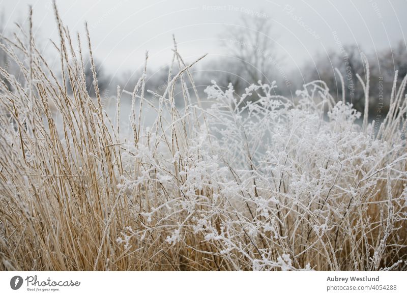 frost on tall grass in the winter Canyon County Drain January Lake Lowell Treasure Valley Wilson Wilson springs big bluestem christmas cold daytime december