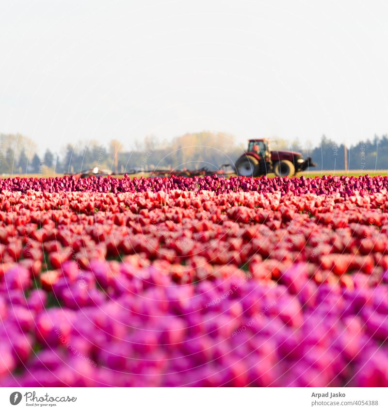 Candy Farmer LANDSCAPES 2015 Landscapes botanical industry nature landscape flower bloom flora purple floral countryside meadow tulips outdoor fields blossom