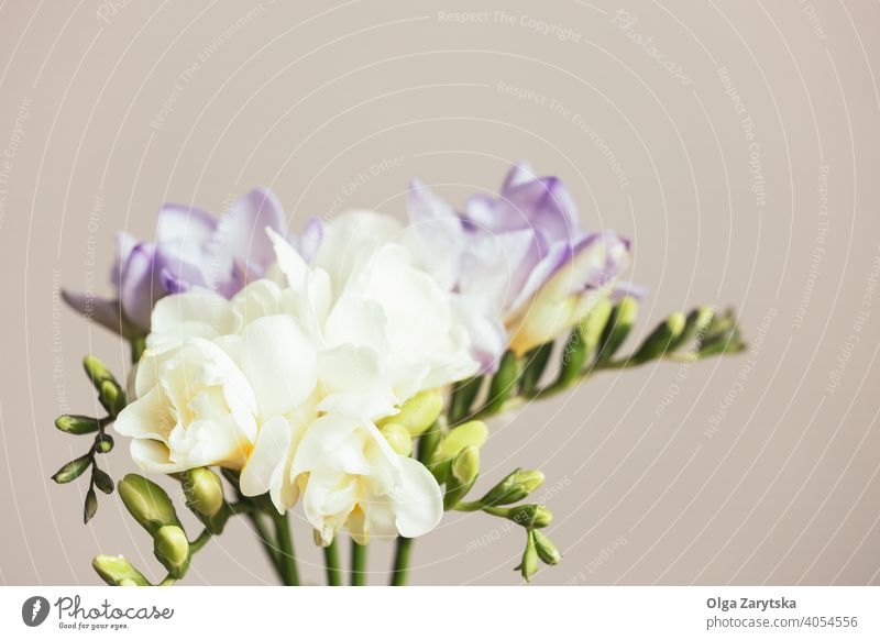 Bouquet of white and lilac freesias. spring flower bouquet pastel floral blossom background beauty romantic green bright color delicate closeup fresh focus