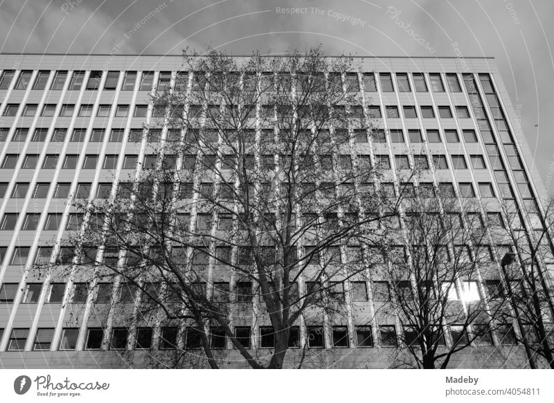 Large bare tree in autumn in front of a uniform administrative building in the city centre of Frankfurt am Main in Hesse, photographed in neo-realistic black and white