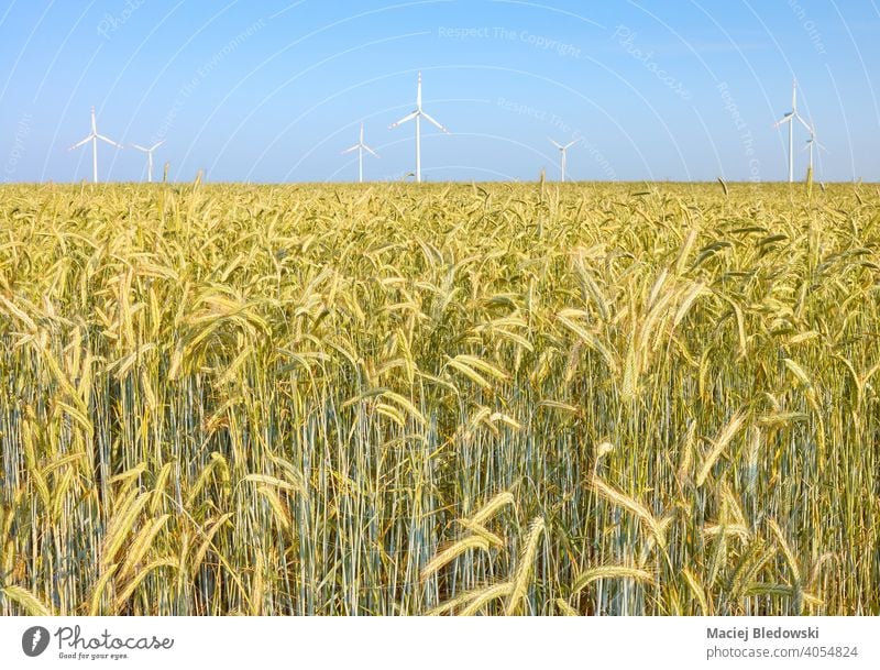 Crop field with windmills in background. agriculture farm crop sky environment technology nature electricity alternative renewable power industry green energy