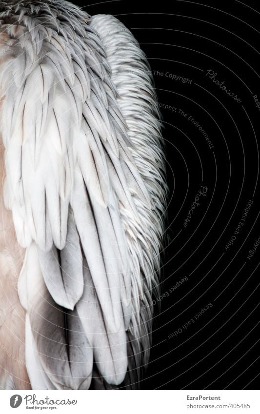 spring-loaded Environment Nature Animal Wild animal Bird Wing 1 Esthetic Exotic Natural Beautiful Black White Structures and shapes Feather Pelican Calm Soft