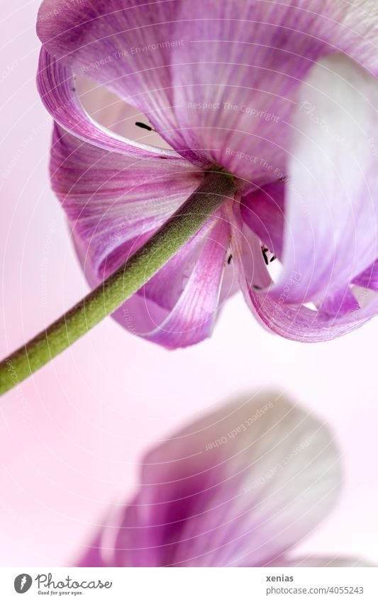 Slightly opened pink tulip flower with green flower stem from frog perspective Tulip Blossom Open Pink Flower Spring flower Plant Tulip blossom Flower stems