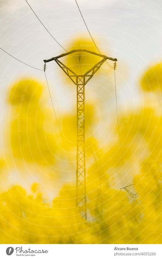 Rapeseed field crossed by electricity pylons, Aragon, Spain. rapeseed flowers yellow color fields agriculture cultivation monoculture plant Brassica napus