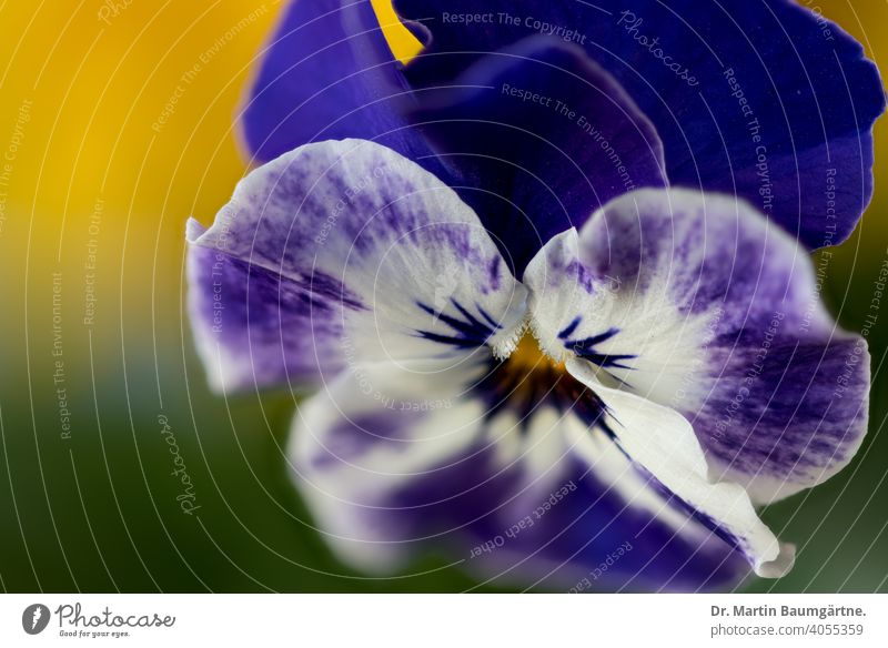 Viola cornuta, pansy, blue variety Horned pansy Pansy Violaceae Spring Flowering Blossom shrub Plant Violet plants