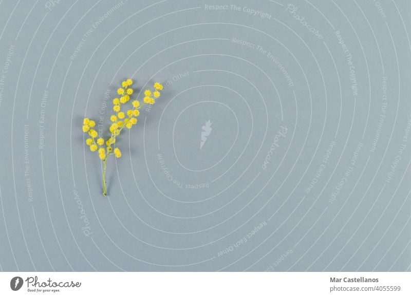 Mimosa flower on gray background. Top view. Copy space. mimosa color of the year yellow flowery copy space top view acacia leaf green bloom nature plant spring