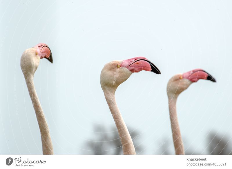 three flamingos Camargue Exterior shot Colour photo Nature France Flamingo Pink Bird Beak