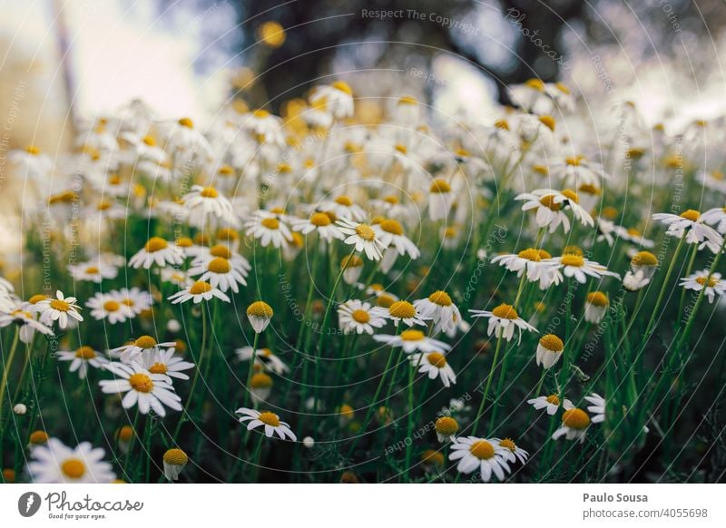 Wild daisies field Daisy Daisy Family Flower Flower meadow Spring Spring fever Spring flower Yellow Green Garden Blossoming Plant White Meadow Nature Day Growth