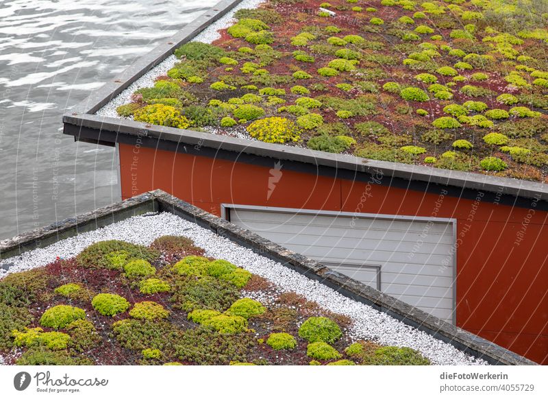 Green roofs on cabins on the water Architecture Roof colors River Body of water House (Residential Structure) houseleek Landscape Nature Plant Water Brown Gray