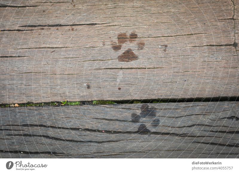 Wet paw prints on a wooden walkway Floor texture colourless Pet Wood paws Animal Dog
