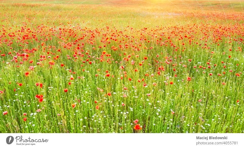 Blurred picture of a field with poppy flowers at sunset, abstract nature background. blurred wallpaper de focused beautiful meadow green floral rural scenic
